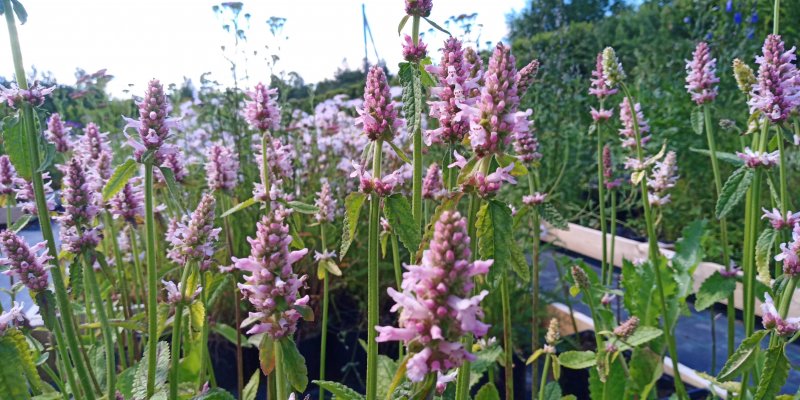 Betonica officinalis (Stachys monieri) 'Rosea' Чистец